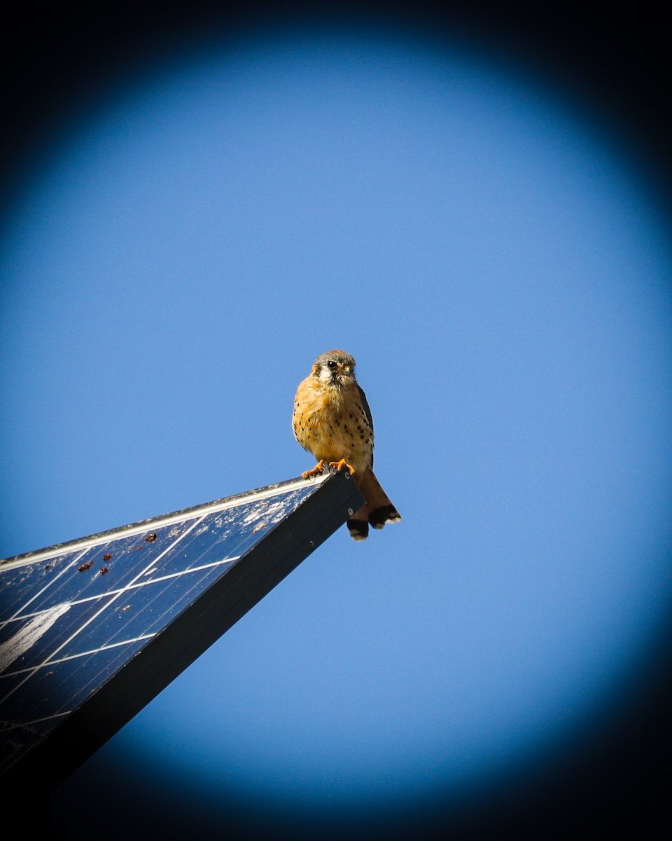 poštolka pestrá - ML634287025