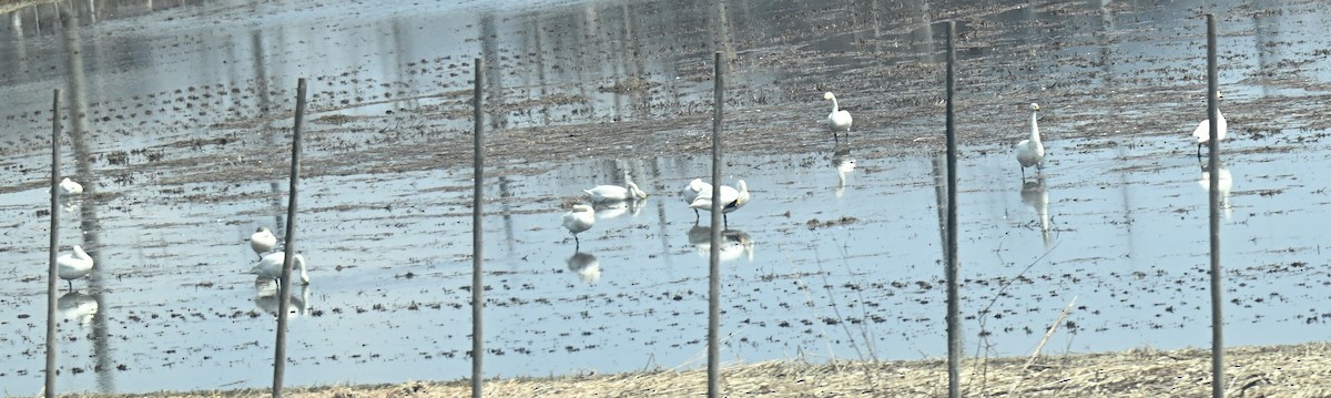 Whooper Swan - ML634287043