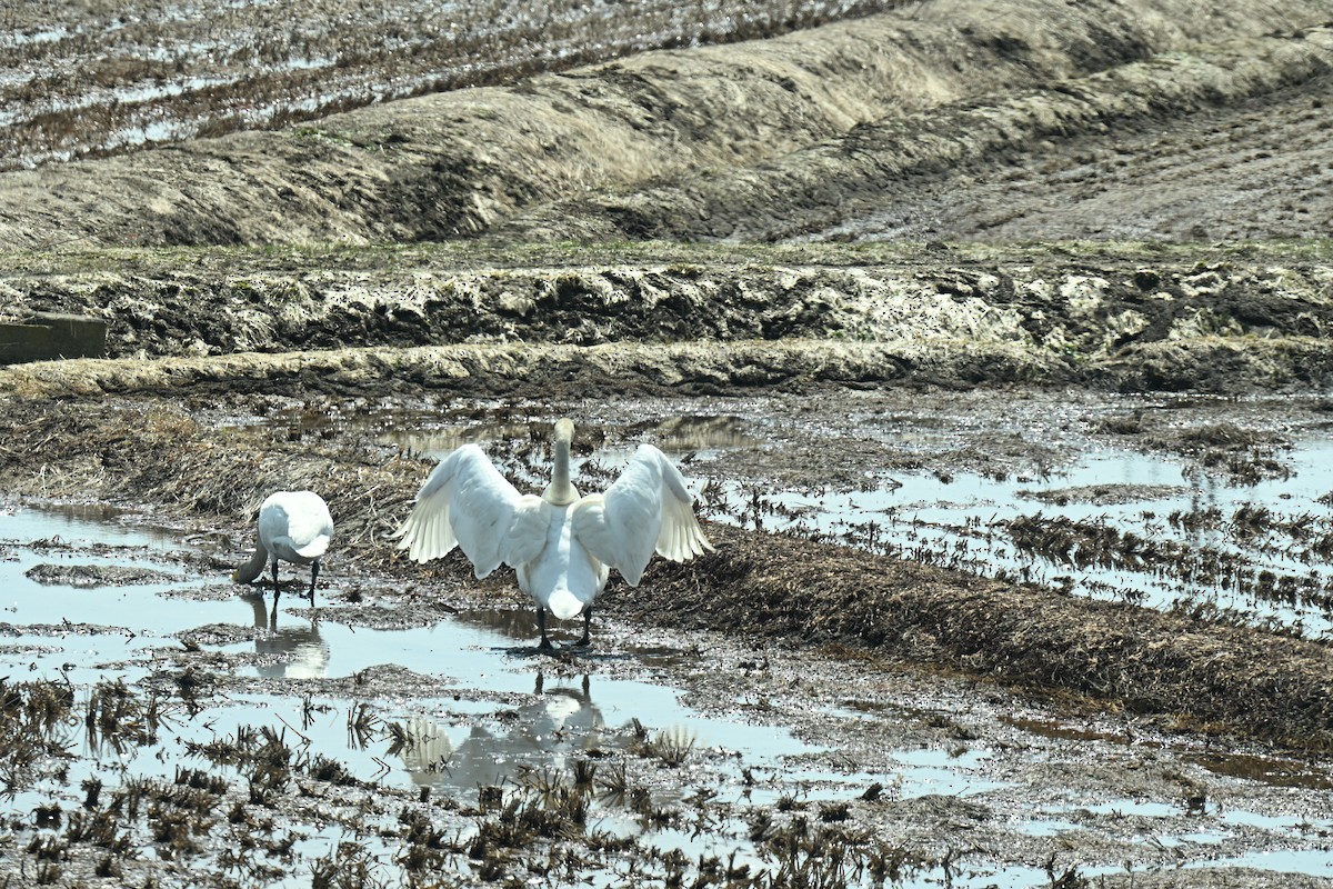 Whooper Swan - ML634287156