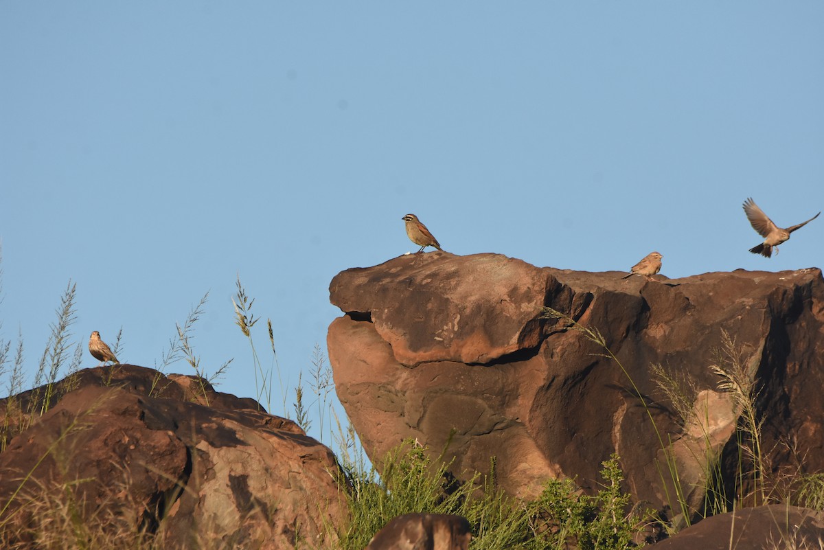 Cape Bunting (Cape) - ML634287167