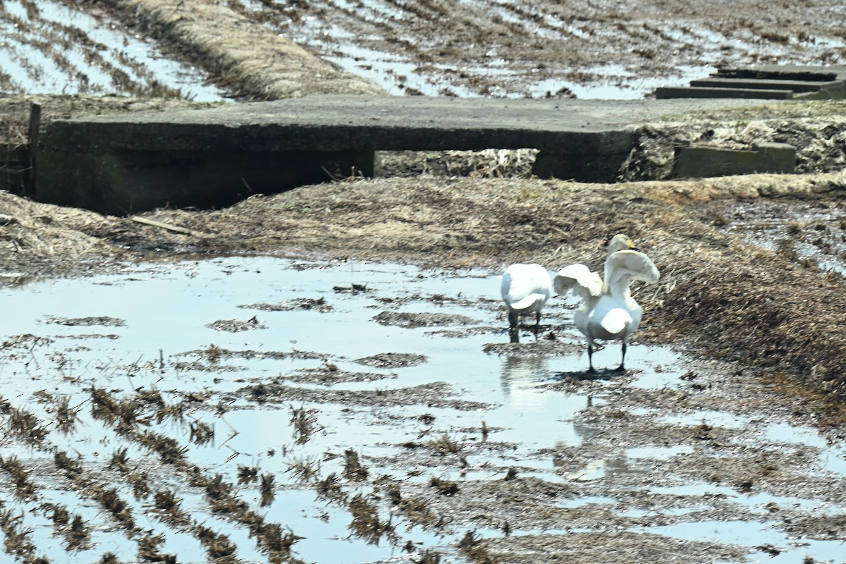 Whooper Swan - ML634287215