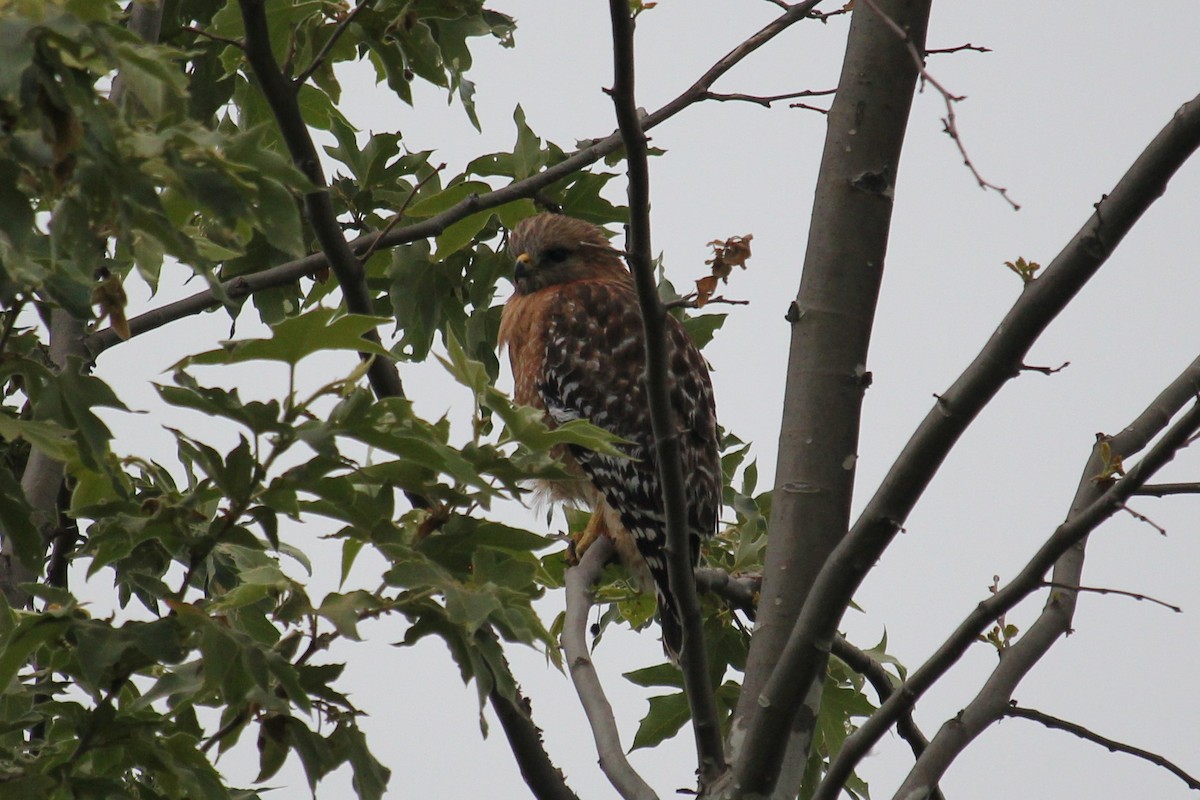 Red-shouldered Hawk - ML634287227