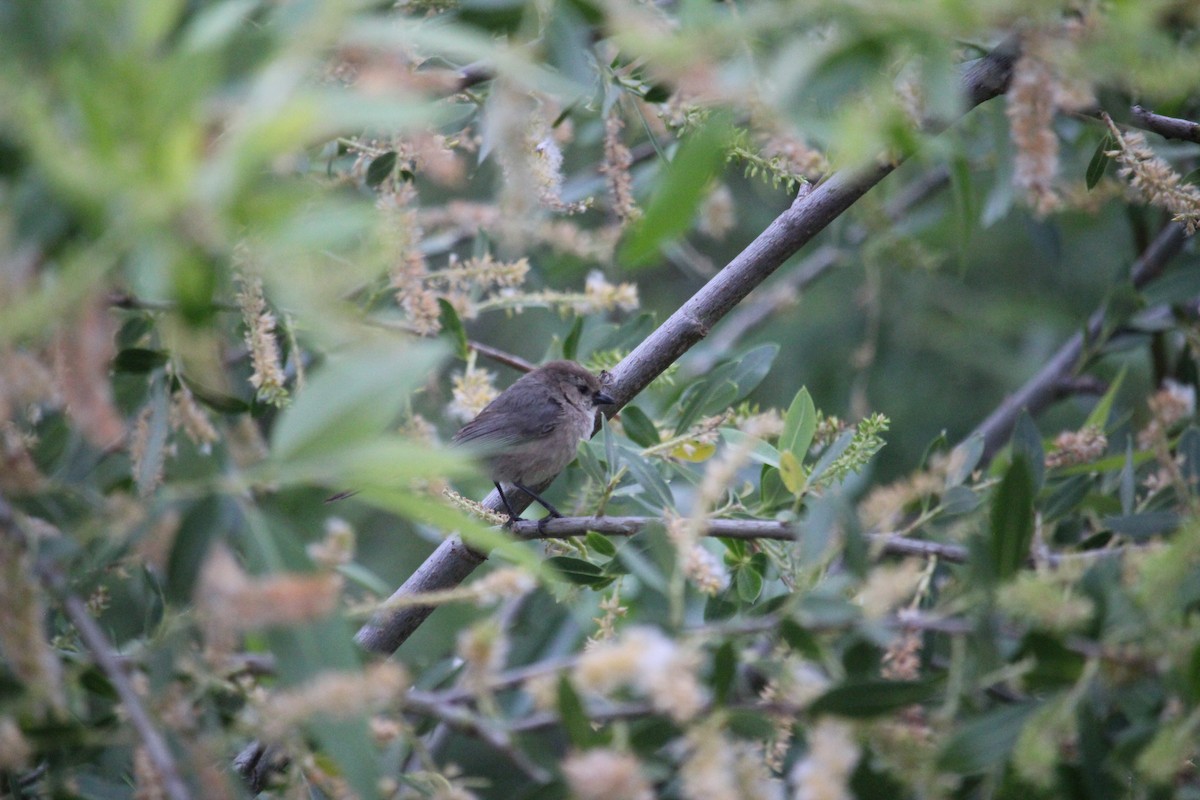 Bushtit - ML634287233