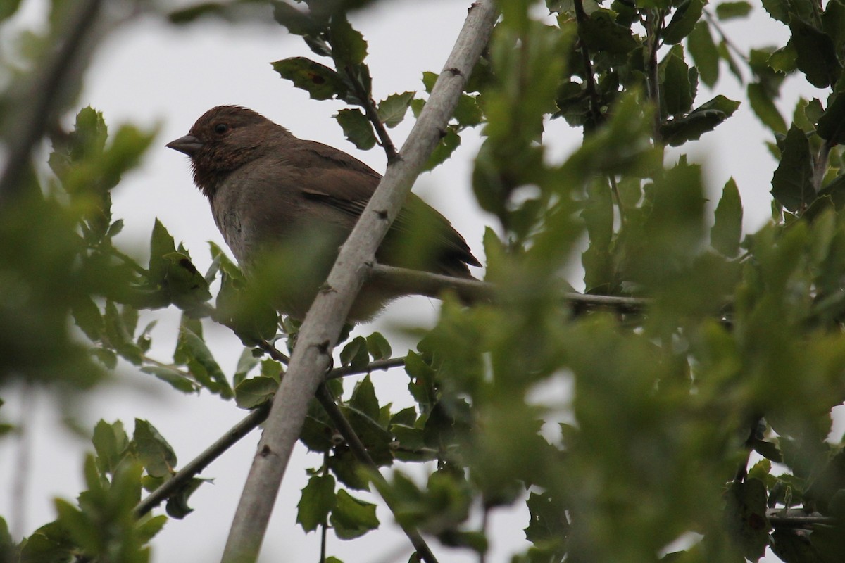 California Towhee - ML634287253