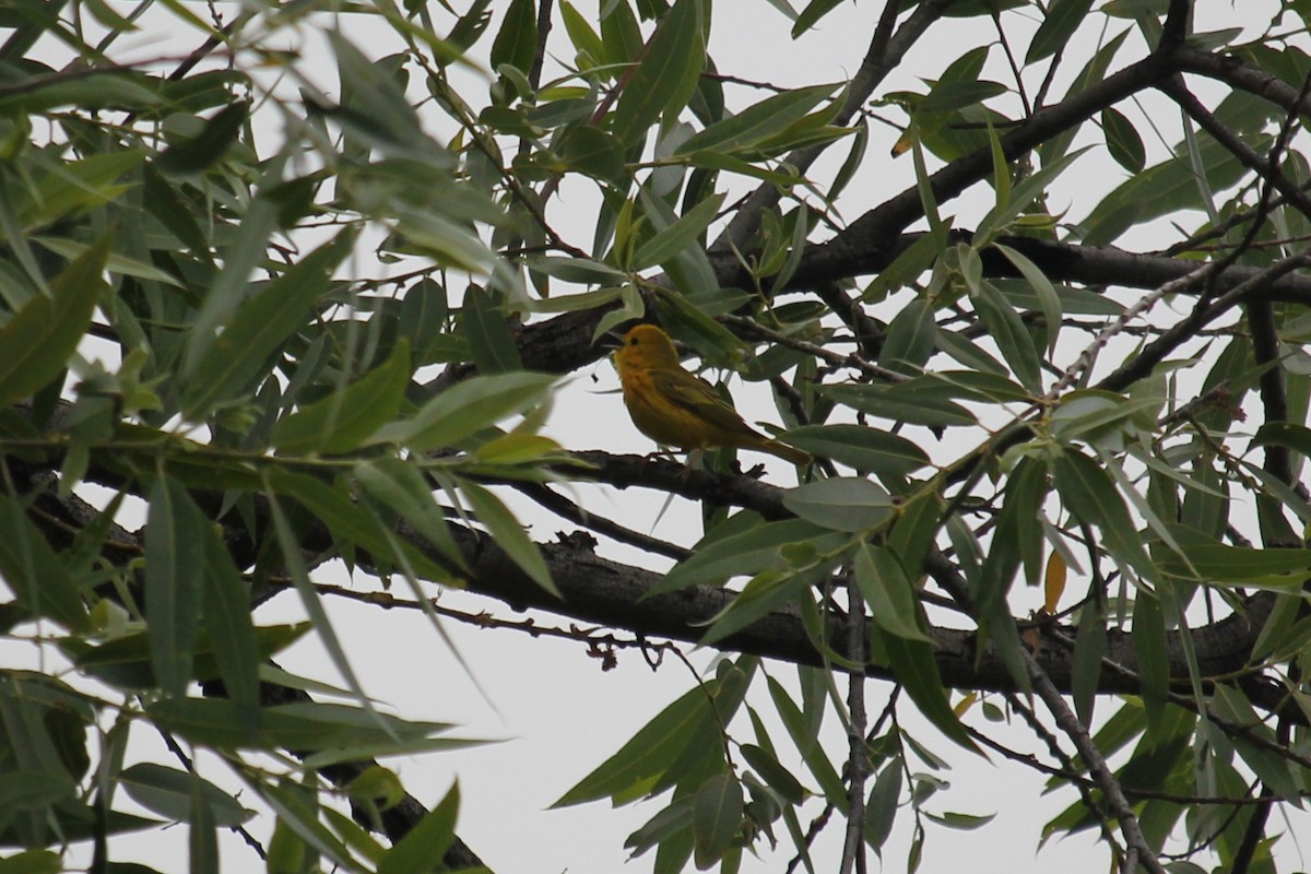 Northern Yellow Warbler - ML634287259