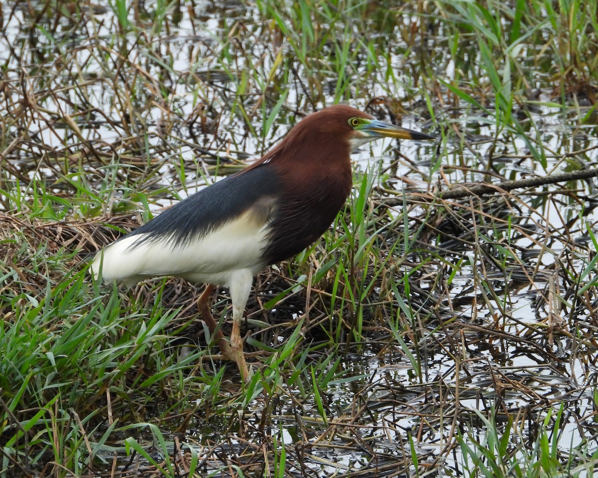 Chinese Pond-Heron - ML634287267