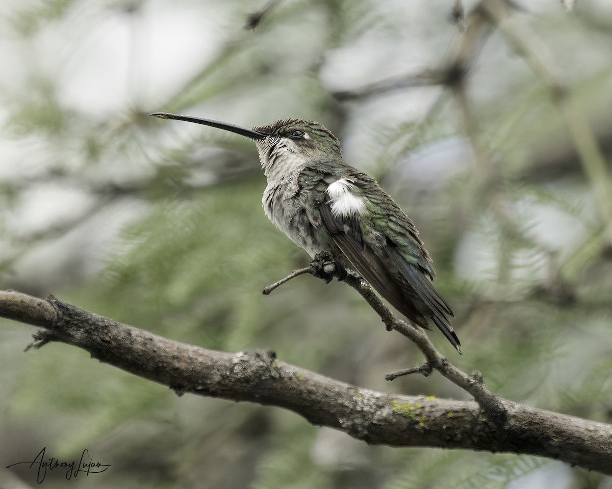Blue-tufted Starthroat - ML634287311