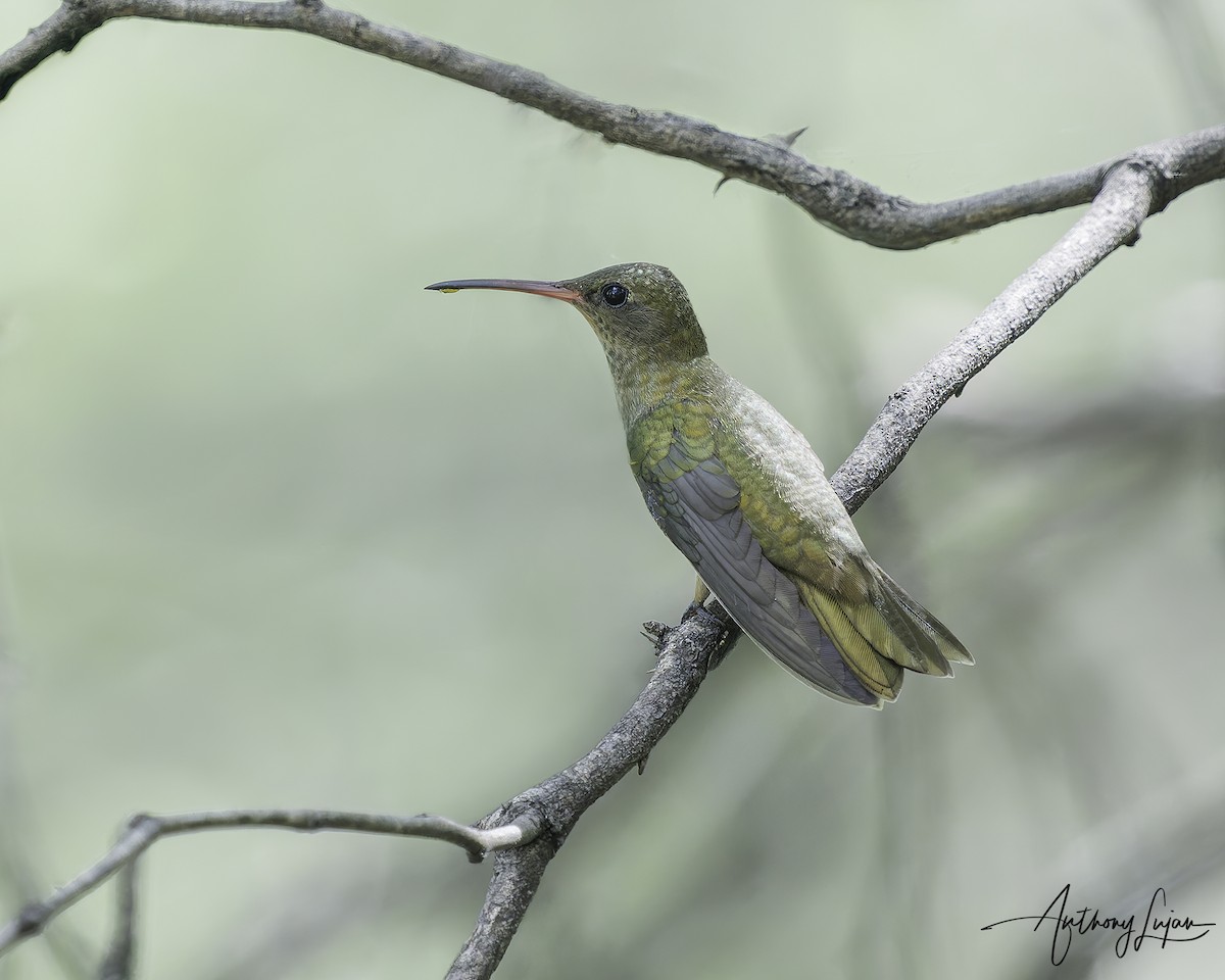 Gilded Hummingbird - ML634287323
