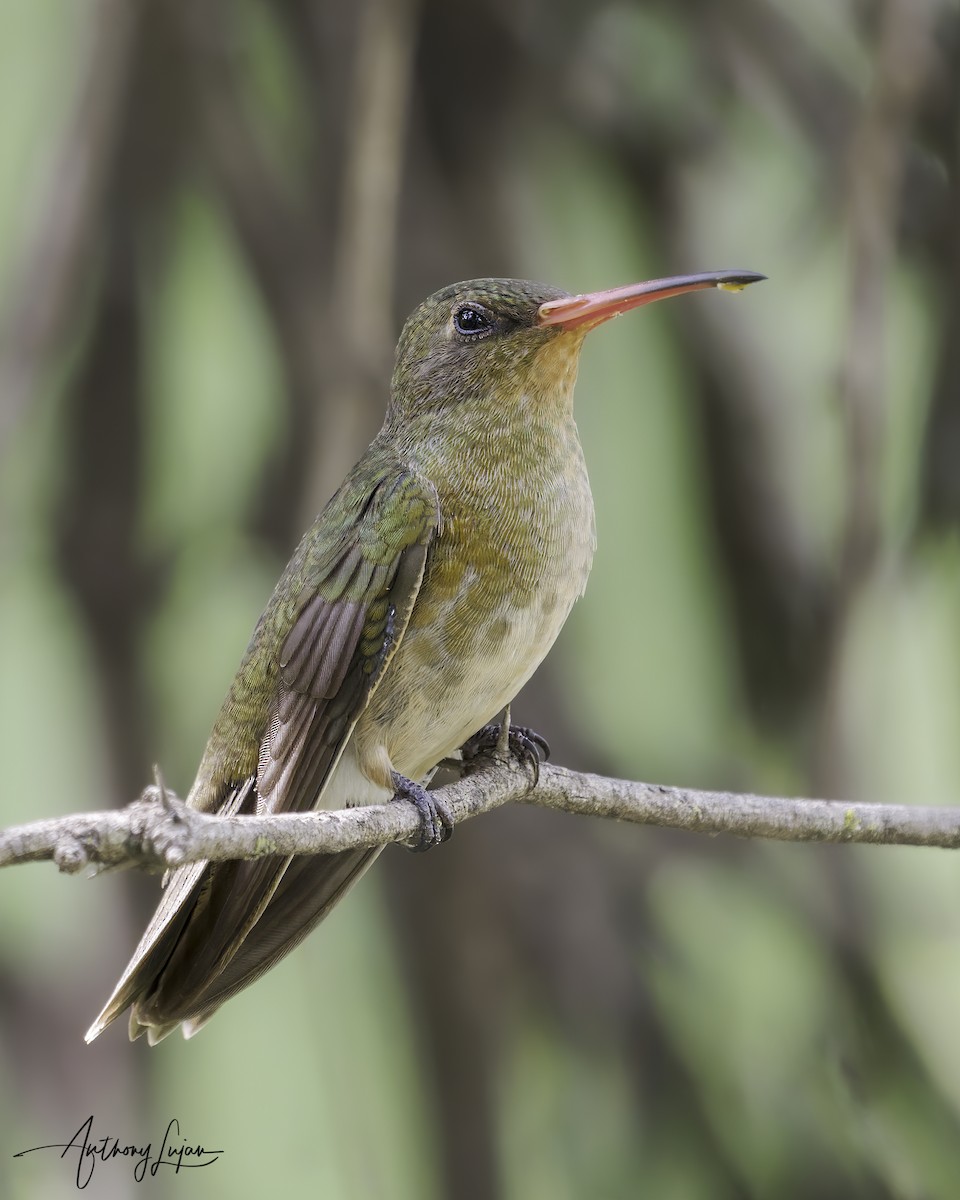 Gilded Hummingbird - ML634287324