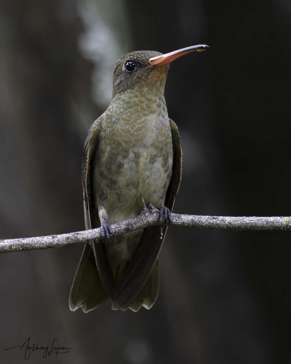 Gilded Hummingbird - ML634287325