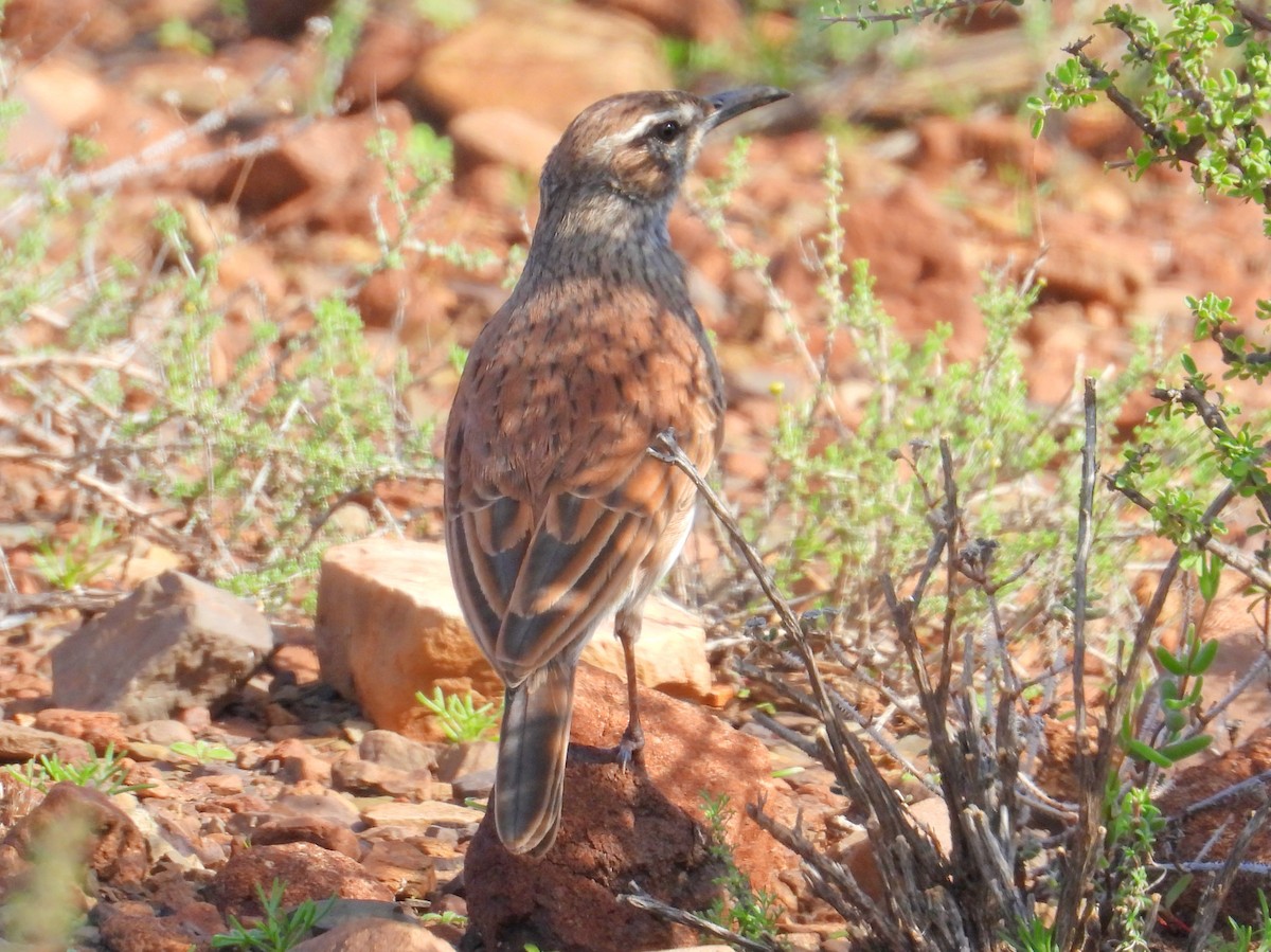 Karoo Long-billed Lark - ML634287361