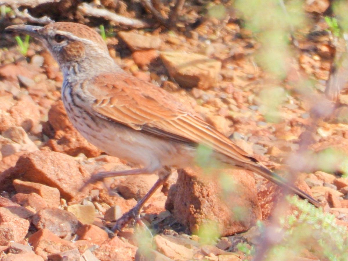 Karoo Long-billed Lark - ML634287382