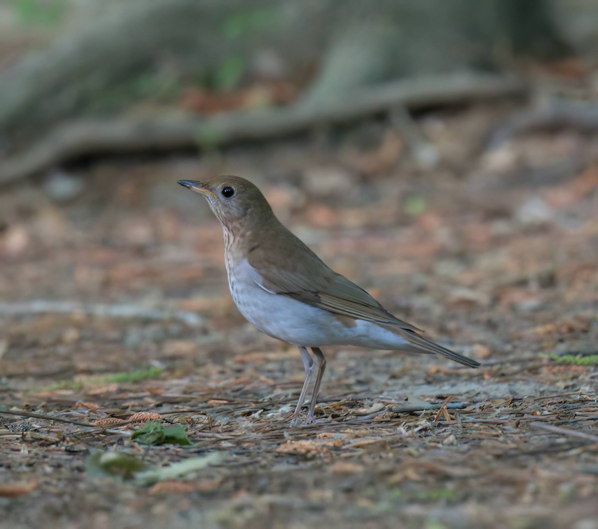 Veery - ML634287394