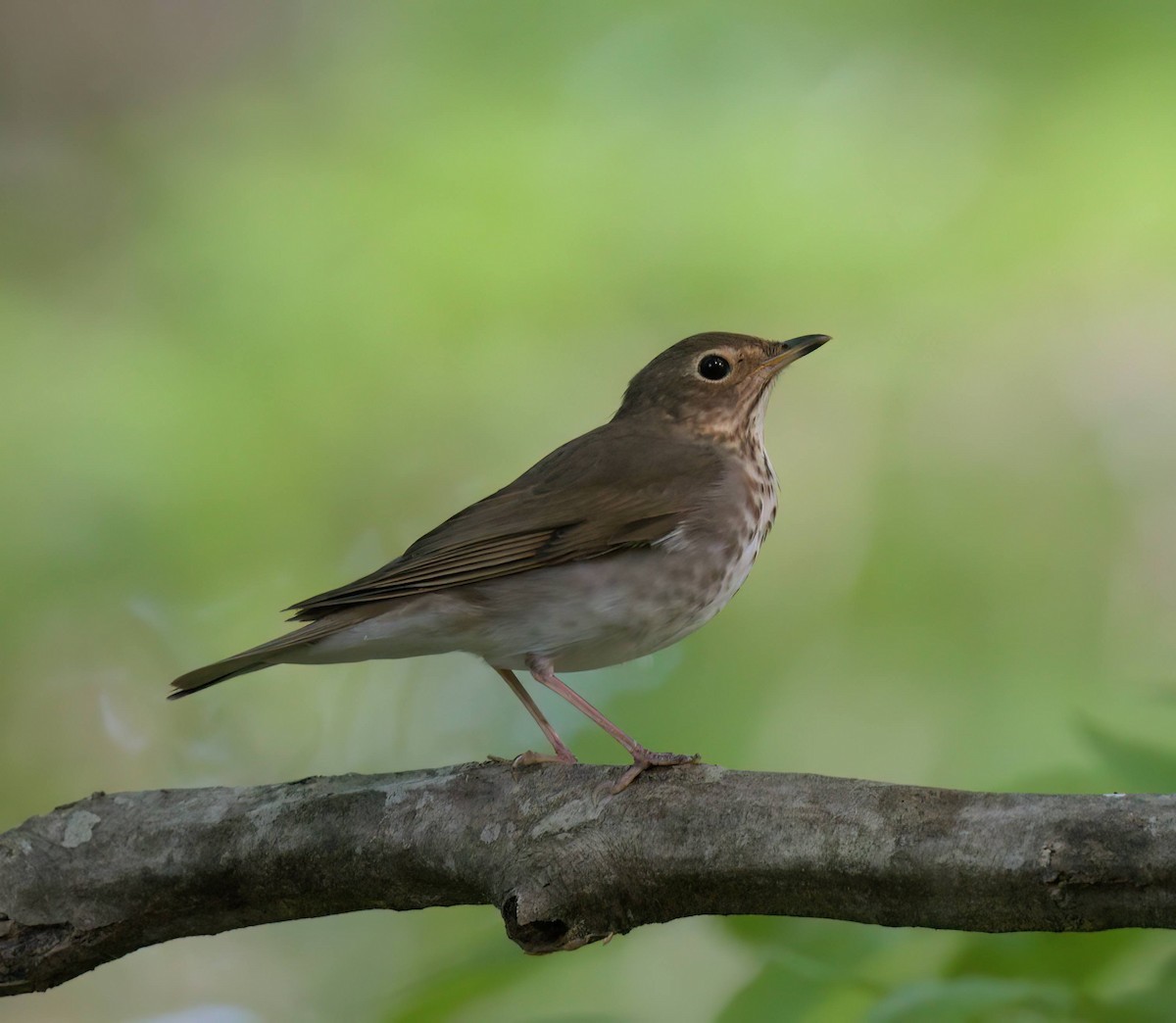Swainson's Thrush - ML634287408