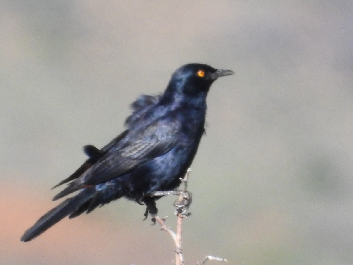 Pale-winged Starling - ML634287428