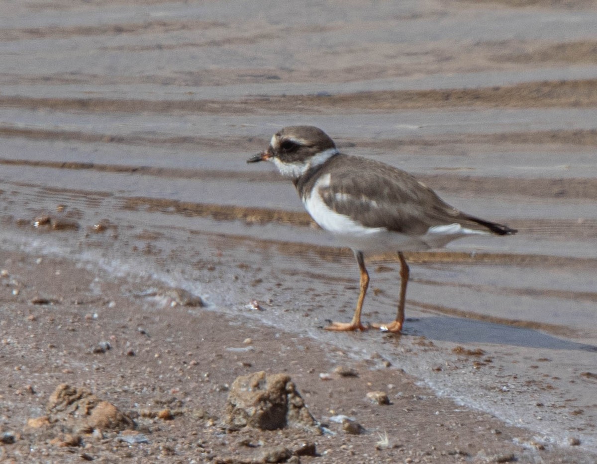 Common Ringed Plover - ML634287530