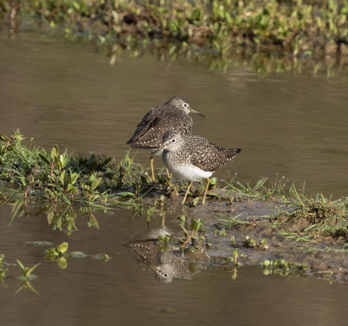 Solitary Sandpiper - ML634287562