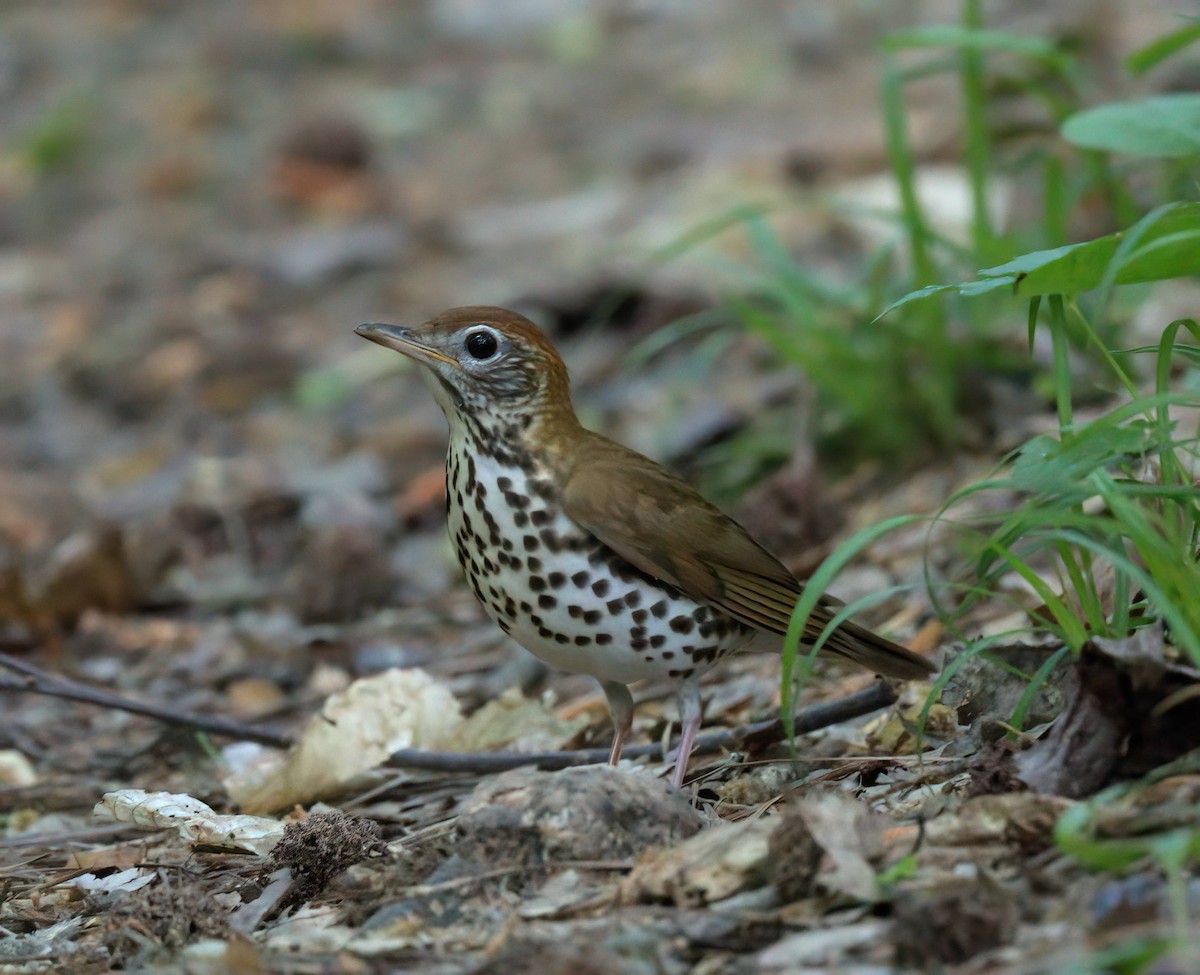 Wood Thrush - ML634287739