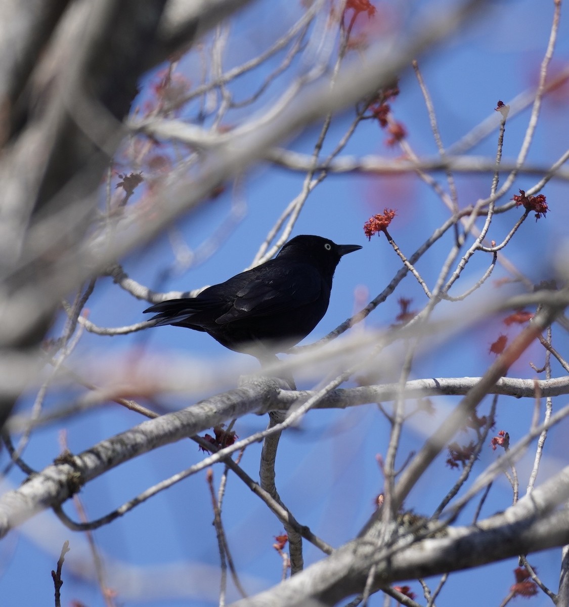 Rusty Blackbird - ML634287780