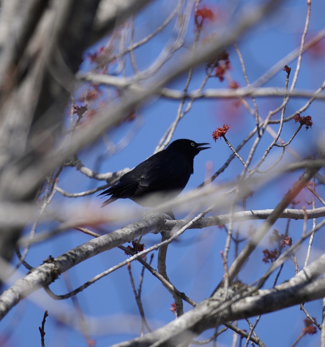 Rusty Blackbird - ML634287781