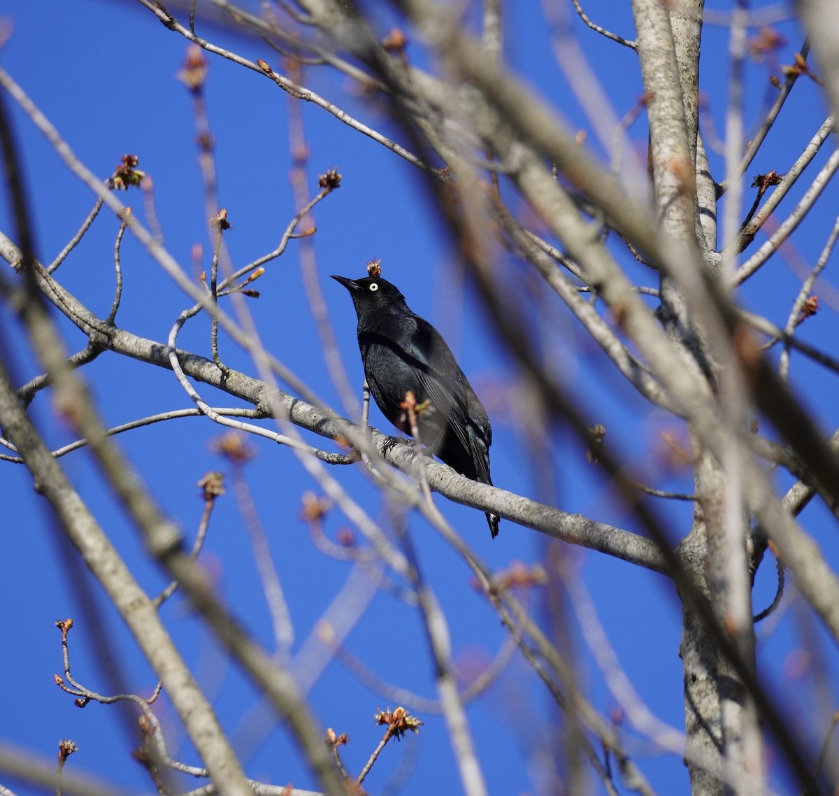 Rusty Blackbird - ML634287795