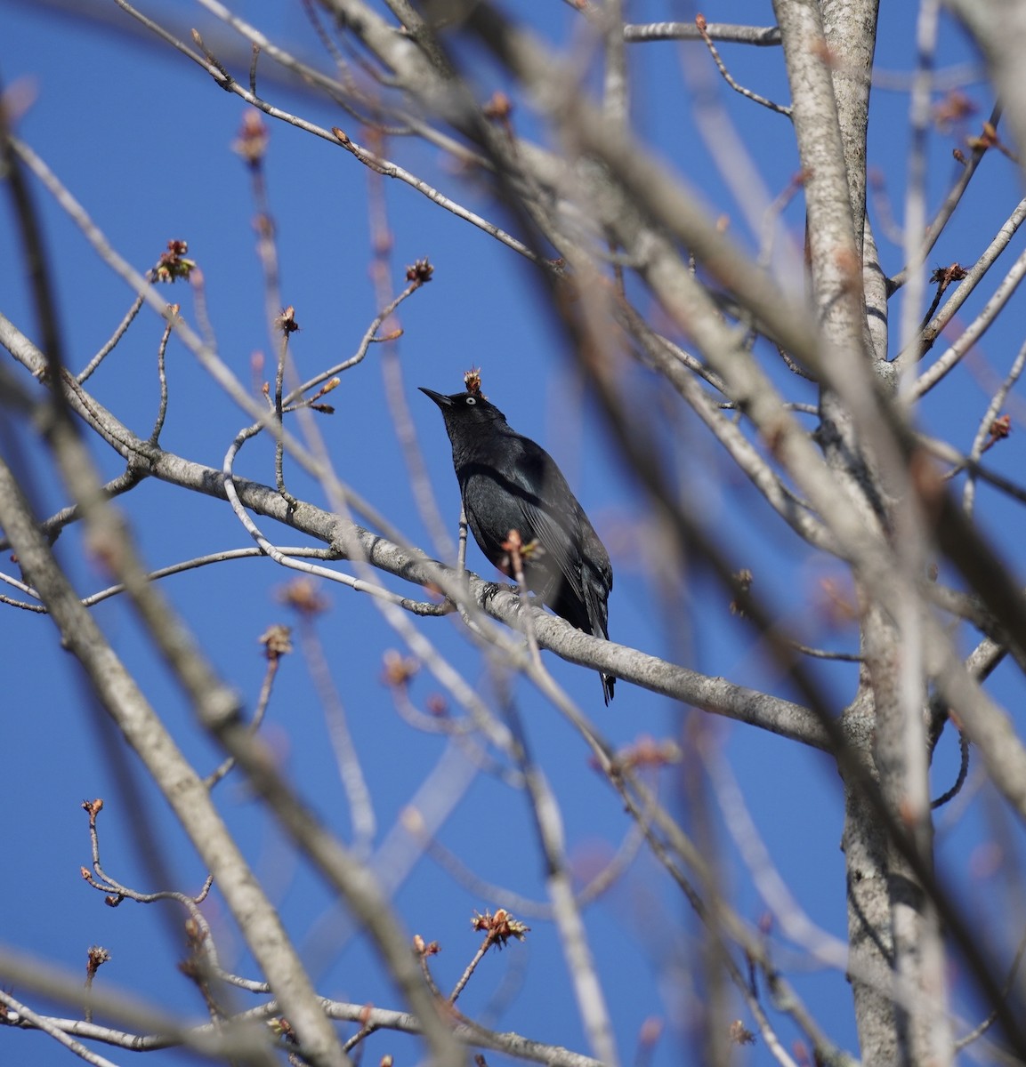 Rusty Blackbird - ML634287808