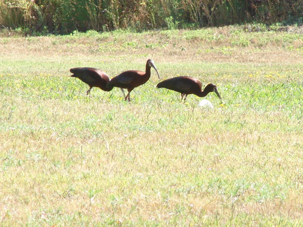 White-faced Ibis - C Lubecke