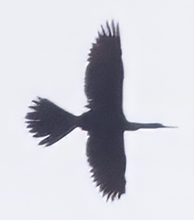 Anhinga - ML634287825