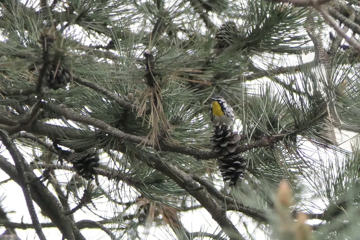 gulstrupeparula - ML634287849