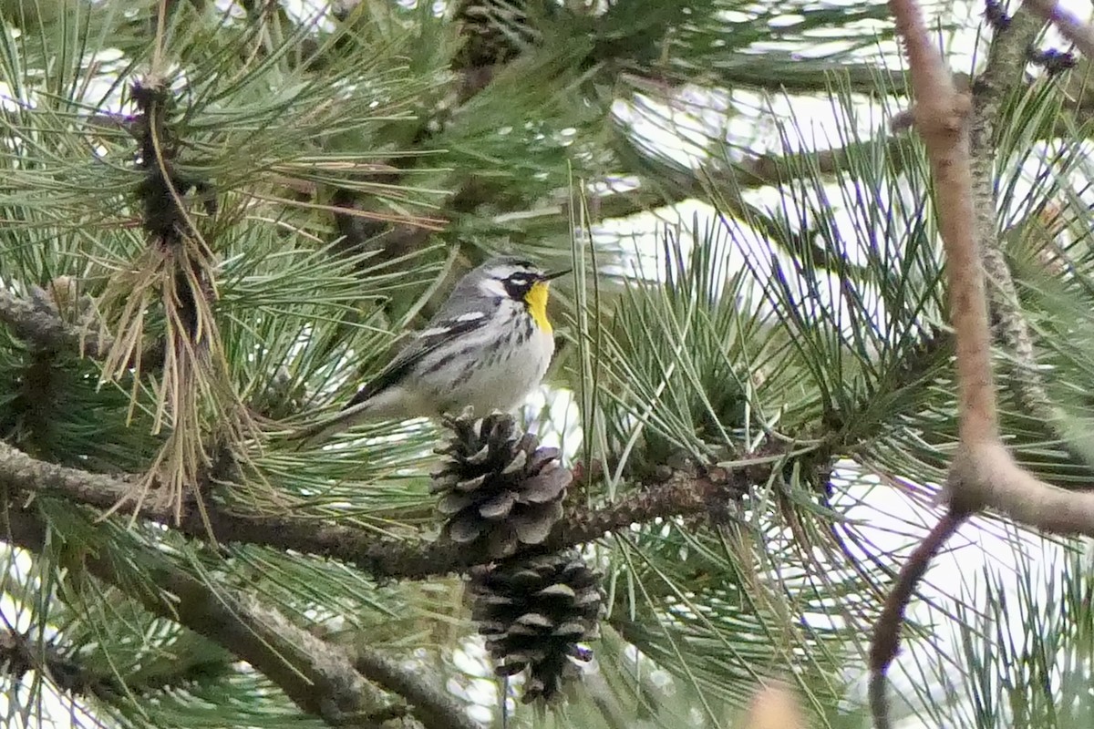 gulstrupeparula - ML634287850