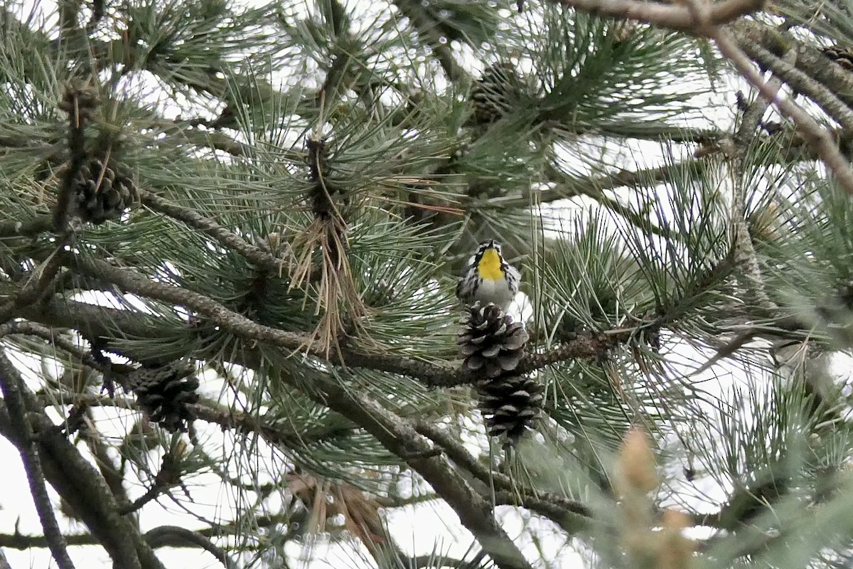 gulstrupeparula - ML634287851