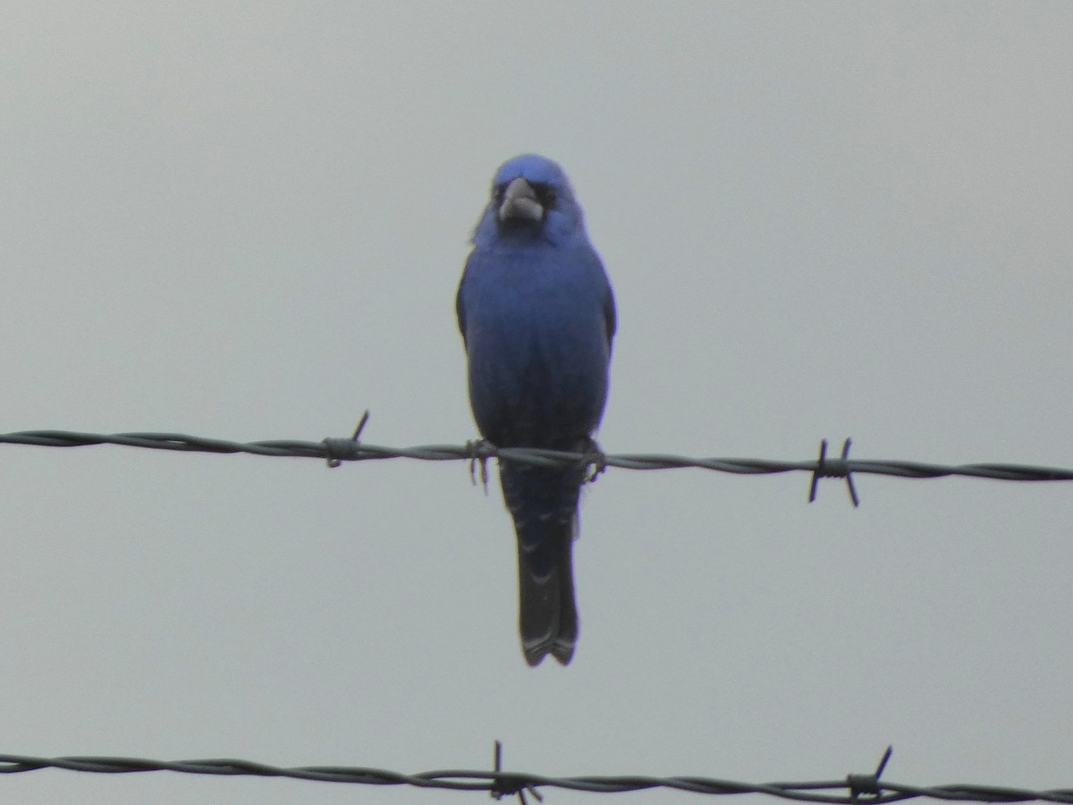 Blue Grosbeak - ML634287940