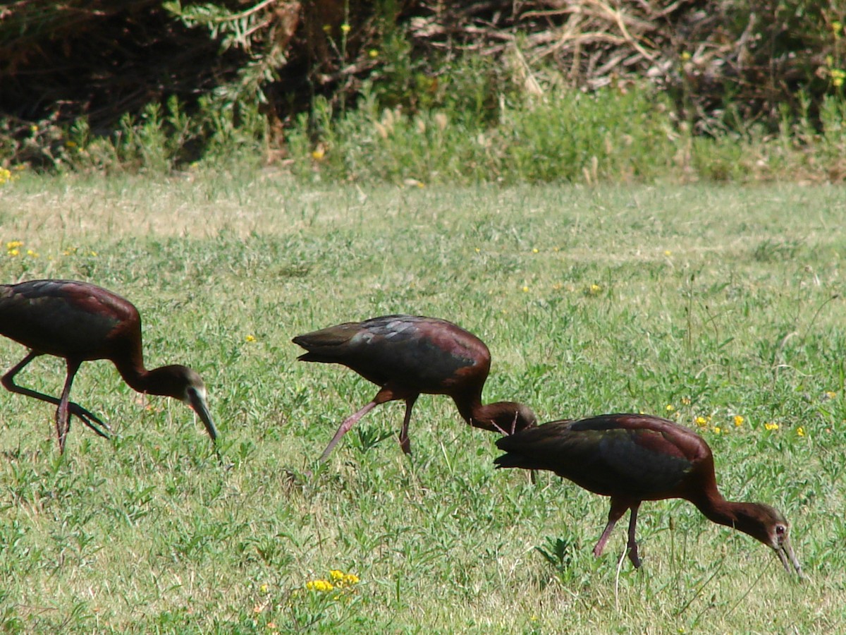 White-faced Ibis - ML63428801