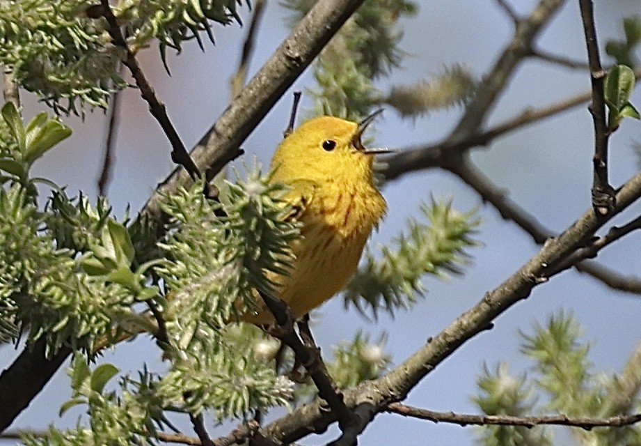 Yellow Warbler - ML634288092