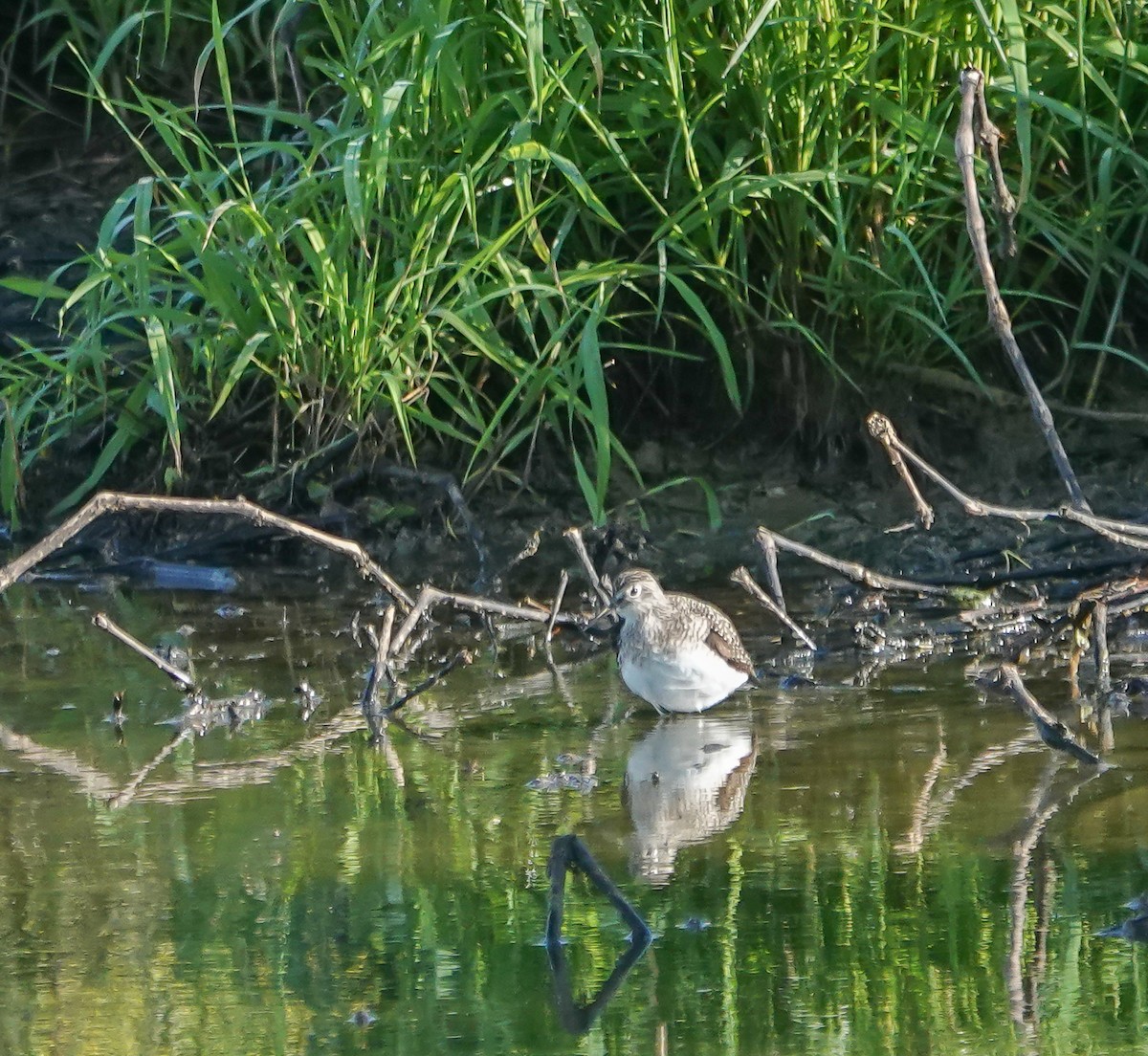 Einsiedelwasserläufer - ML634288259