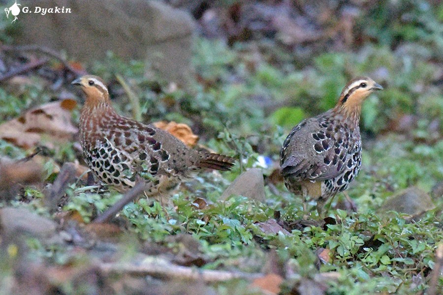 Mountain Bamboo-Partridge - ML634288422