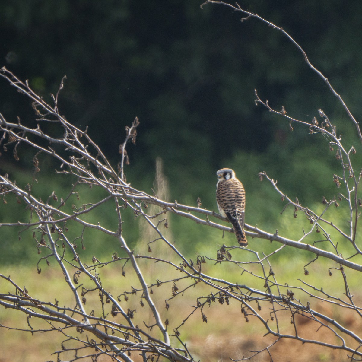 American Kestrel - ML634288441