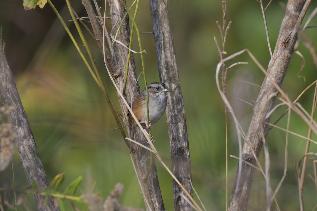 Swamp Sparrow - ML634288507