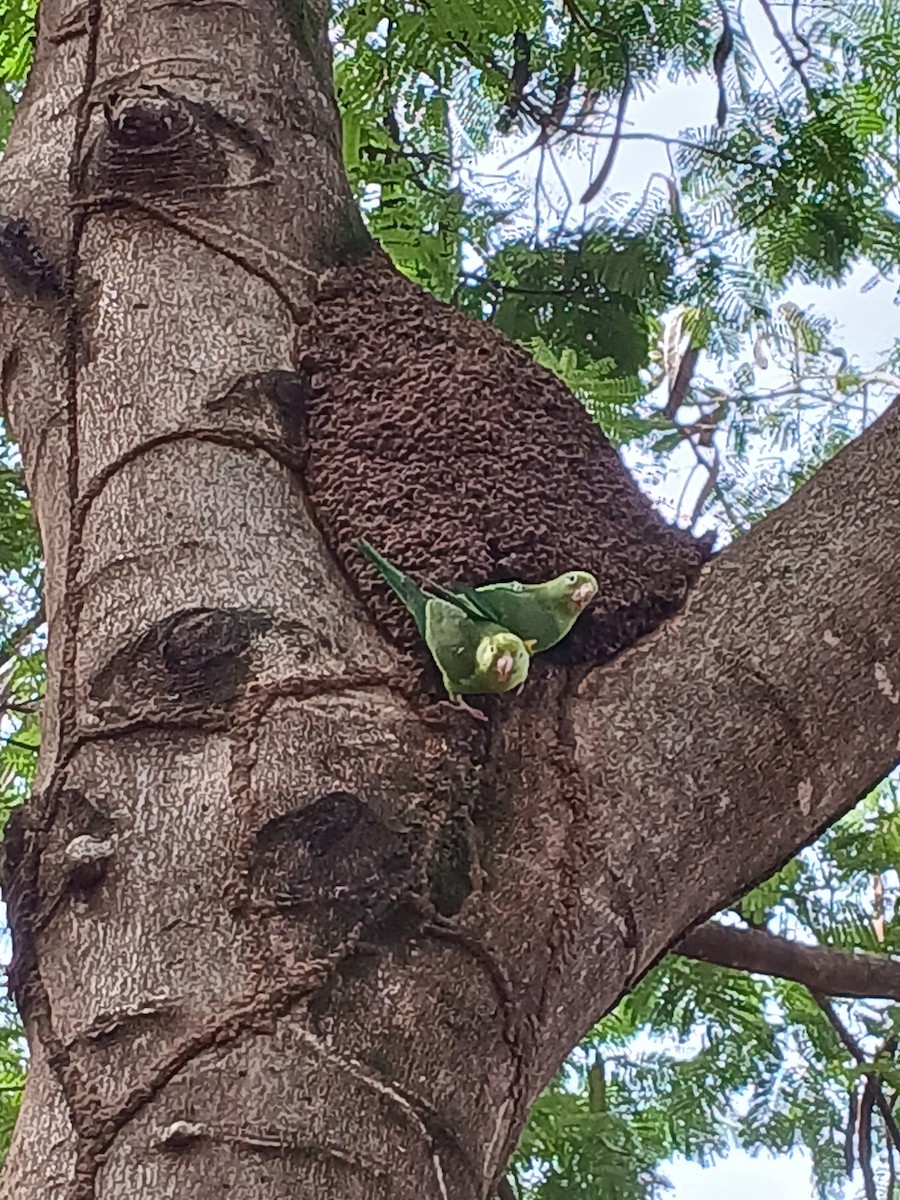 Yellow-chevroned Parakeet - ML634288595