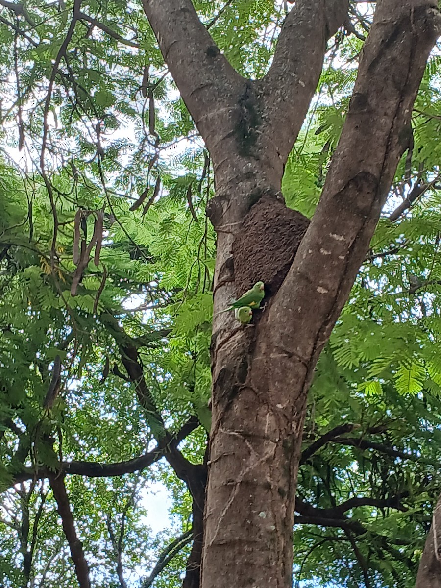 Yellow-chevroned Parakeet - ML634288596