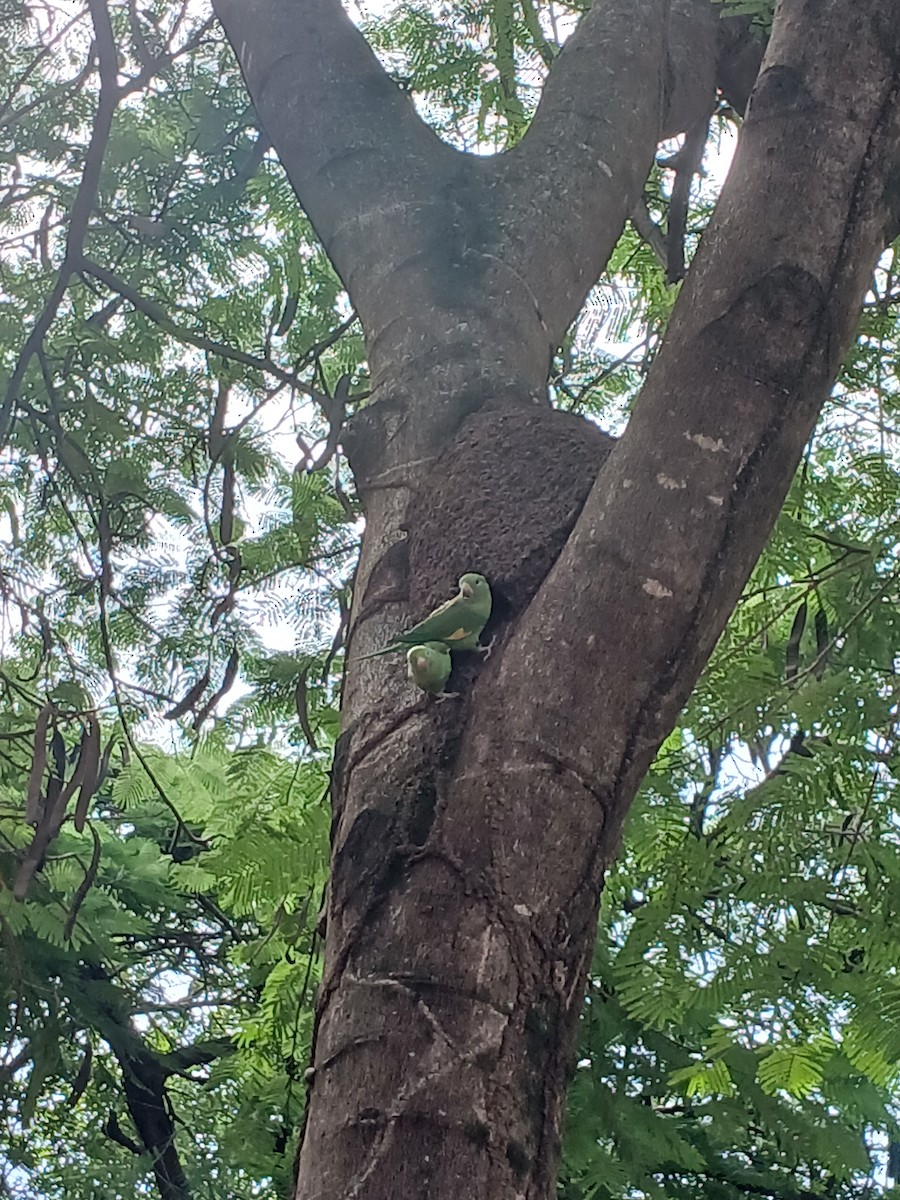 Yellow-chevroned Parakeet - ML634288597