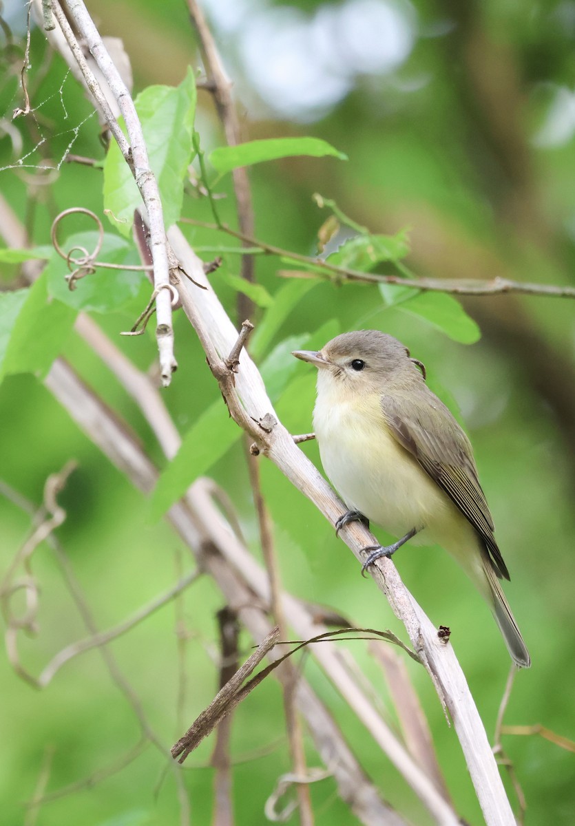 Warbling Vireo - ML634288944