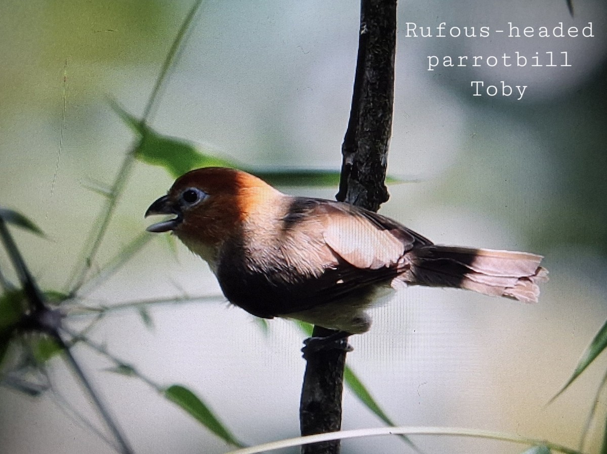 Rufous-headed Parrotbill - ML634288952