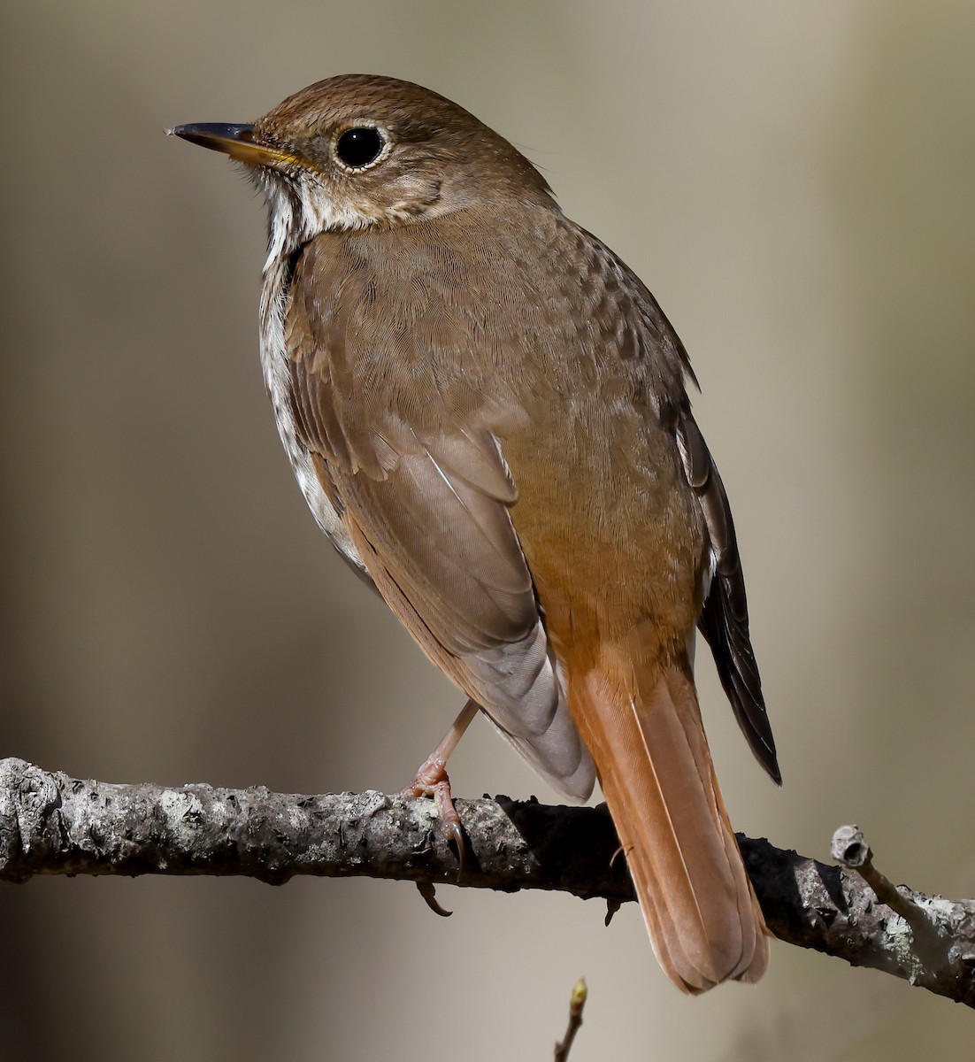 Hermit Thrush (faxoni/crymophilus) - Aidan Kiley