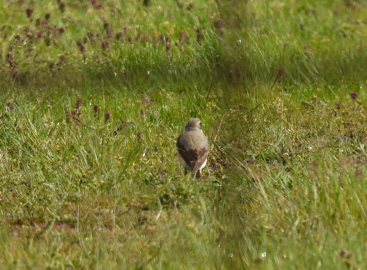 Northern Wheatear (Greenland) - ML634288969