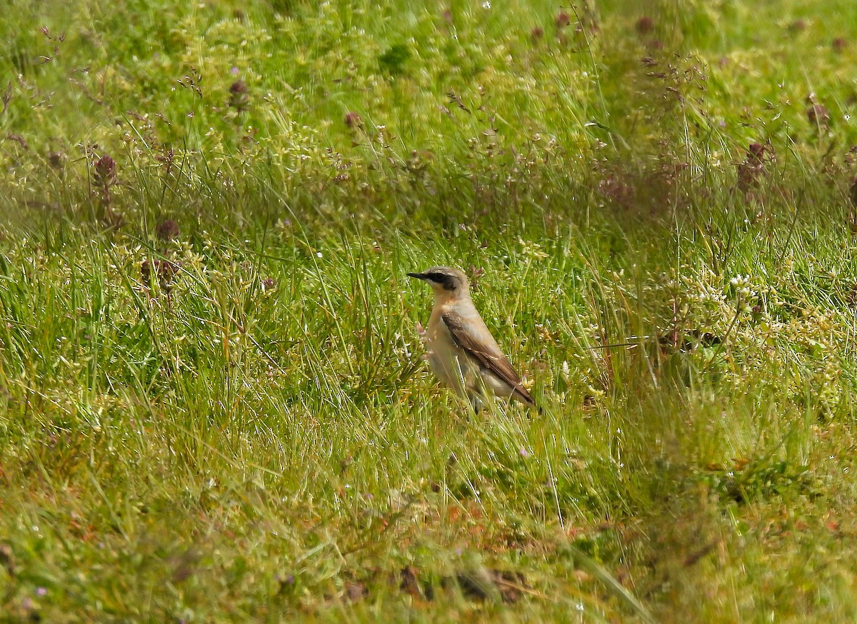 Northern Wheatear (Greenland) - ML634288970