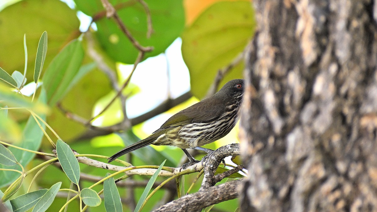 Palmchat - ML634289101