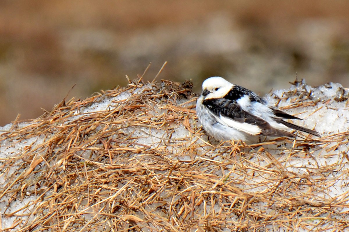 Snow Bunting - ML63428911