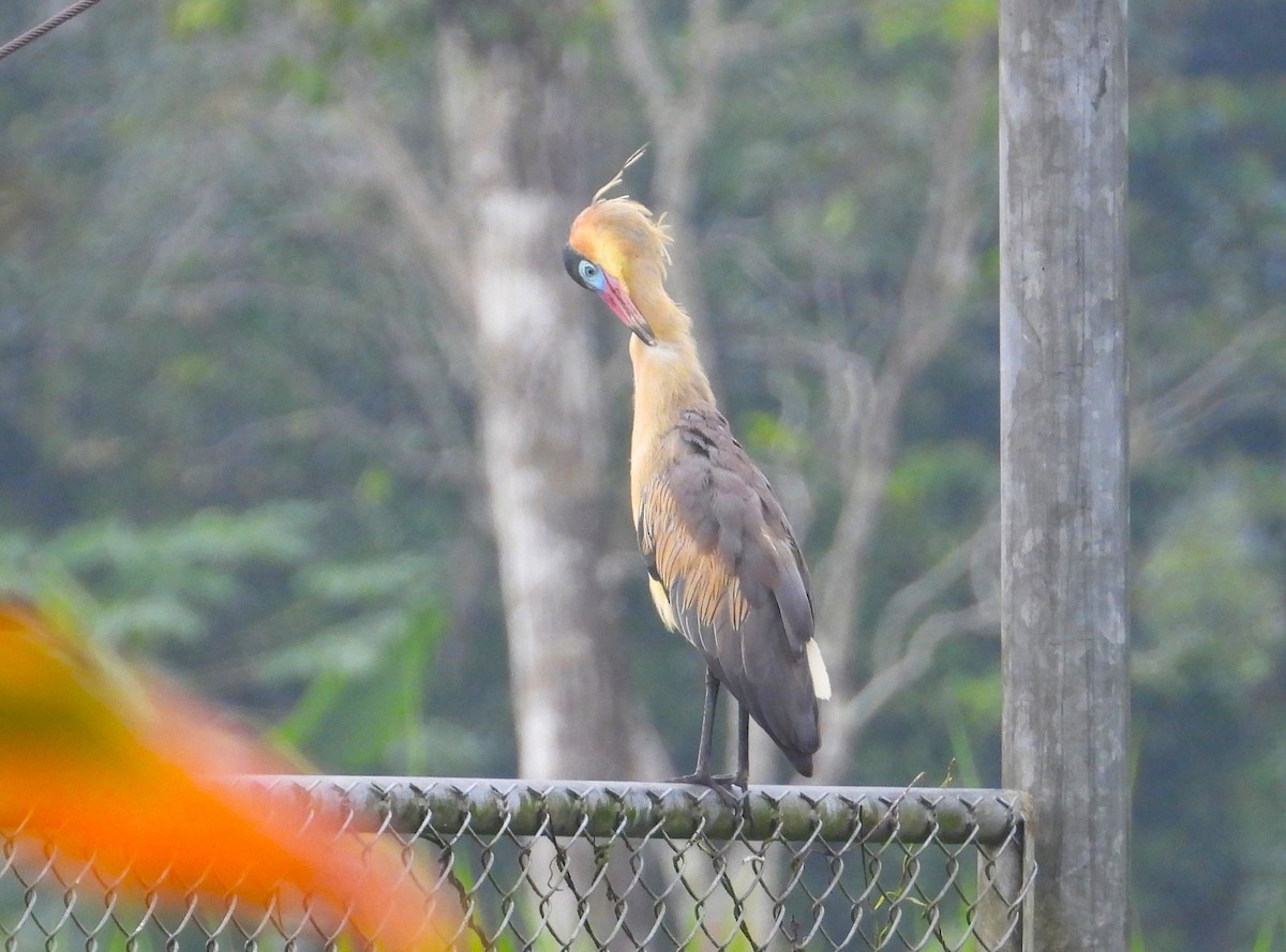 Whistling Heron - ML634289130