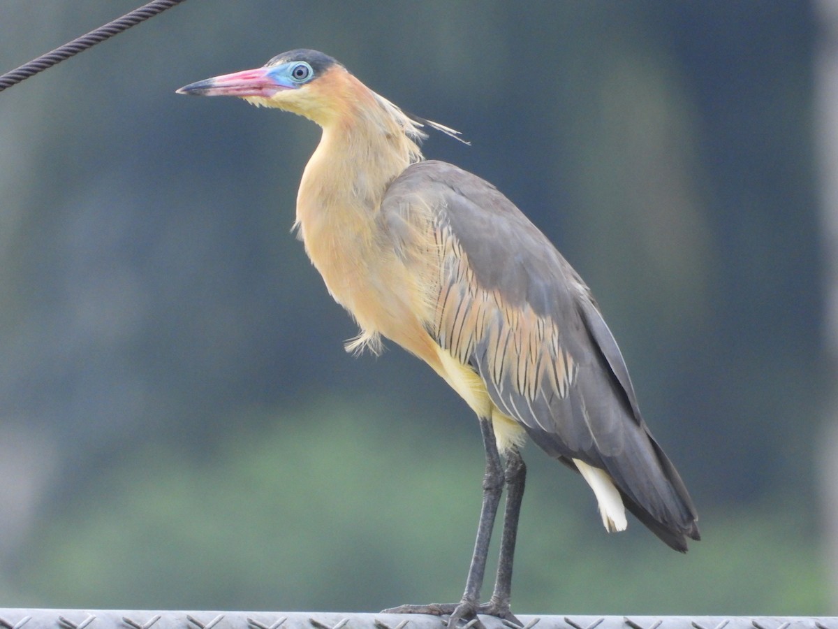 Whistling Heron - ML634289133